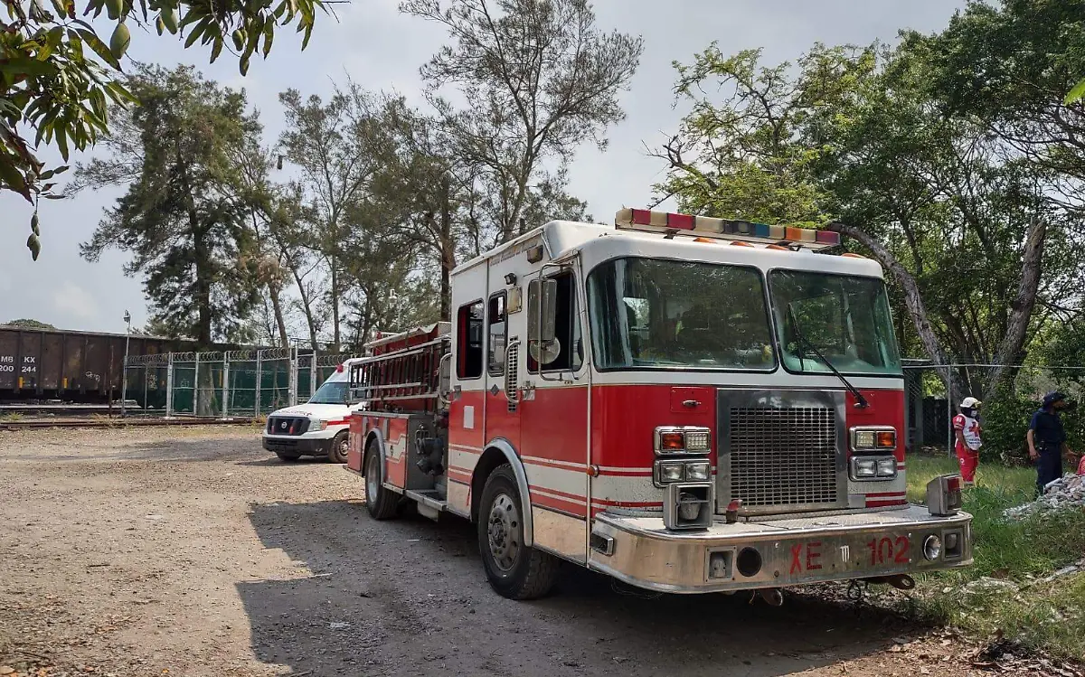 Aparecen abejas en playa Miramar y en drenajes